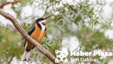 Özelleştirilmiş Beslenme Planları: Sağlıklı Beslenmenin Anahtarı!