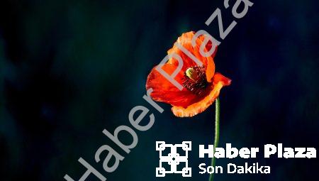 Elektrikli Uçaklar: Havacılıkta Sıfır Emisyonlu Bir Gelecek Mümkün mü?