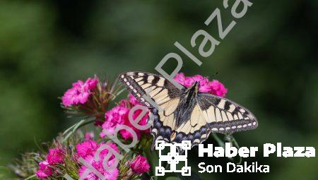 Otonom Robotlar: İnsanlığın Geleceği İçin Bir Tehdit mi Yoksa Bir Fırsat mı?