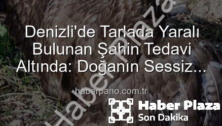 Denizli’de Yaralı Şahin Bulundu: Doğa ve Milli Parklar’da Tedavisi Başladı
