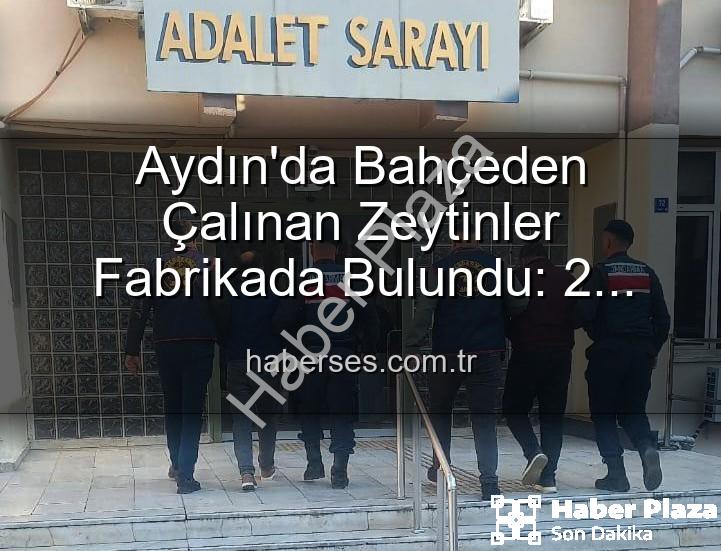 zeytin hırsızlığı - Aydın'da Zeytin Hırsızlığı Şoku: Bahçeden Çalınan Ürünler Fabrikada Ele Geçirildi!