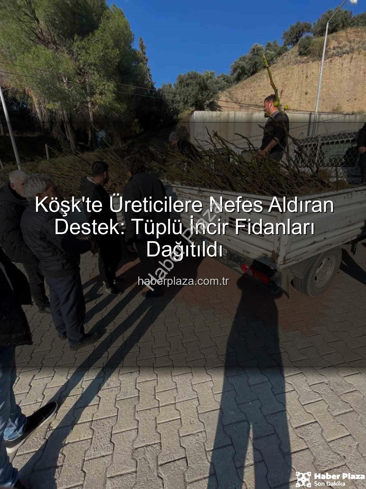 tüplü incir fidanı - Köşk'te Üreticilere Nefes Aldıran Destek: Tüplü İncir Fidanları Dağıtıldı