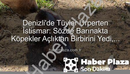 Denizli’de Tüyler Ürperten İstismar: Sözde Barınakta Köpekler Açlıktan Birbirini Yedi, Bağışlar Kayıp!