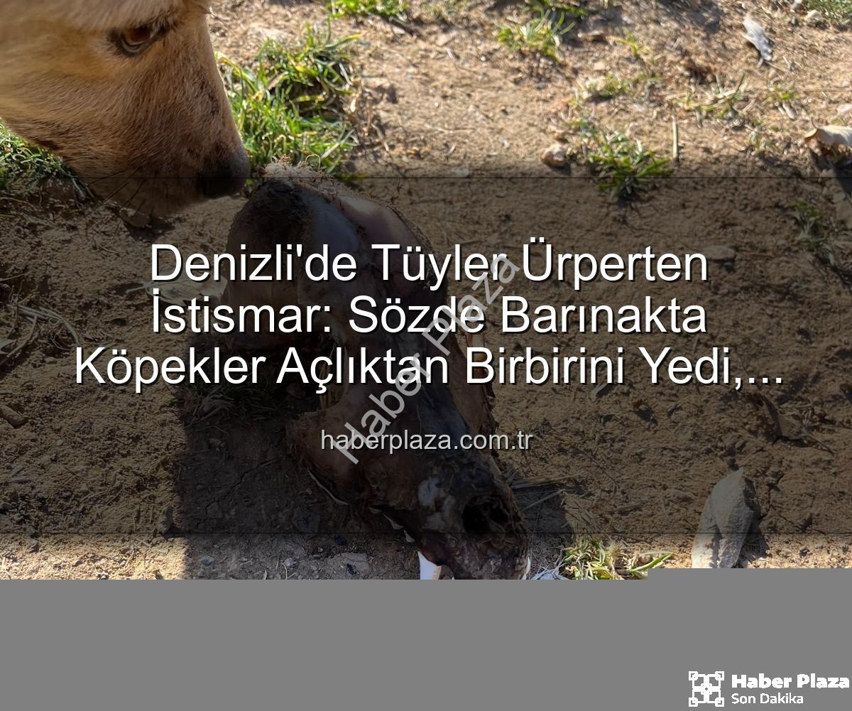 Denizli köpek istismarı - Denizli'de Tüyler Ürperten İstismar: Sözde Barınakta Köpekler Açlıktan Birbirini Yedi, Bağışlar Kayıp!