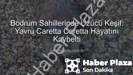Bodrum Sahillerinde Üzücü Keşif: Yavru Caretta Caretta Hayatını Kaybetti