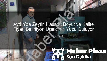 Aydın’da Zeytin Hasadı: Boyut ve Kalite Fiyatı Belirliyor, Üreticinin Yüzü Gülüyor