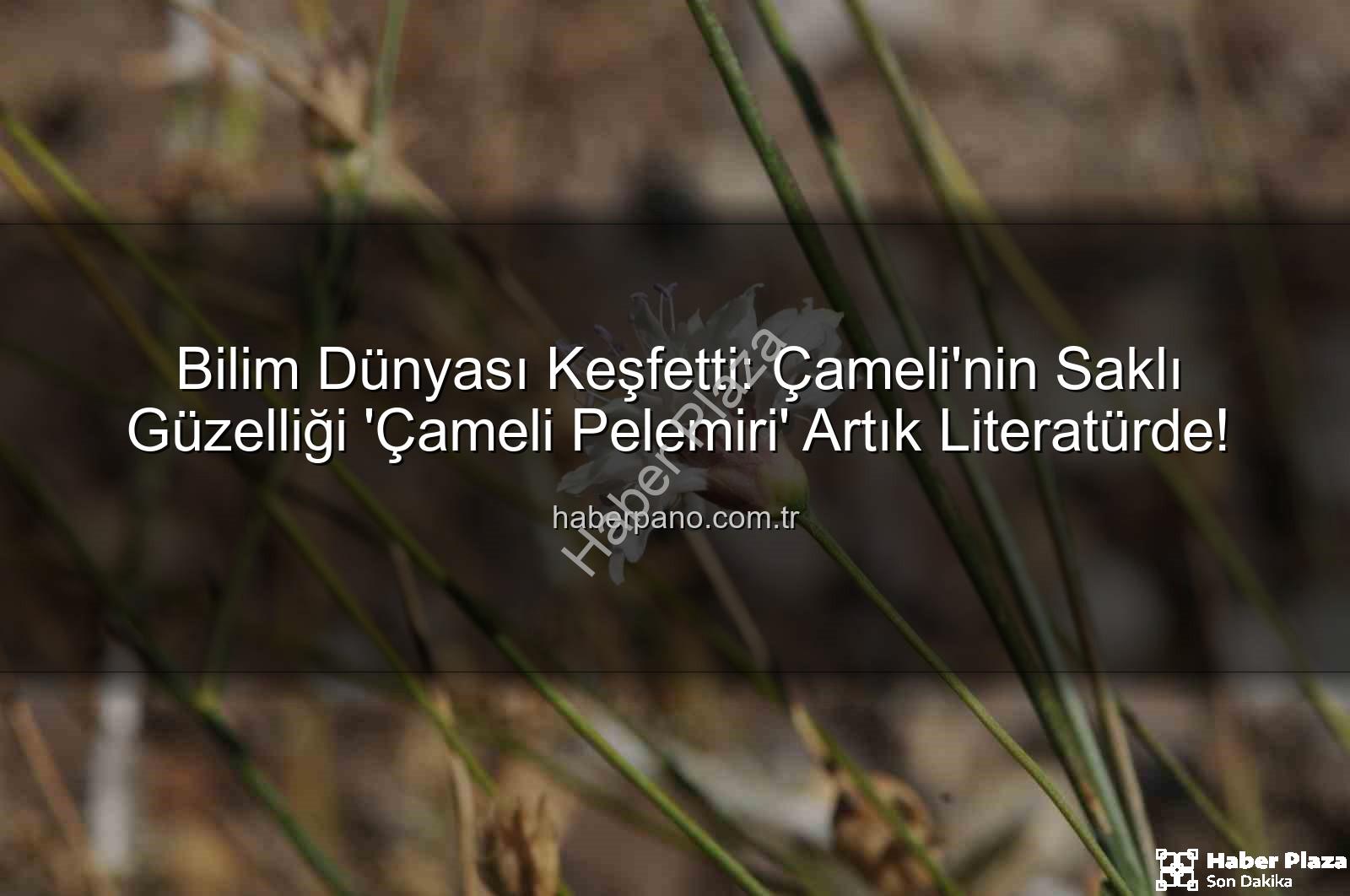 Çameli pelemiri - Bilim Dünyasına Yeni Bir Katkı: Çameli'nde Keşfedilen 'Çameli Pelemiri' Bitki Literatürüne Girdi