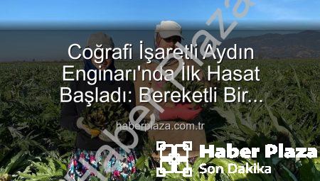 Coğrafi İşaretli Aydın Enginarı’nda İlk Hasat Başladı: Bereketli Bir Sezonun Müjdecisi