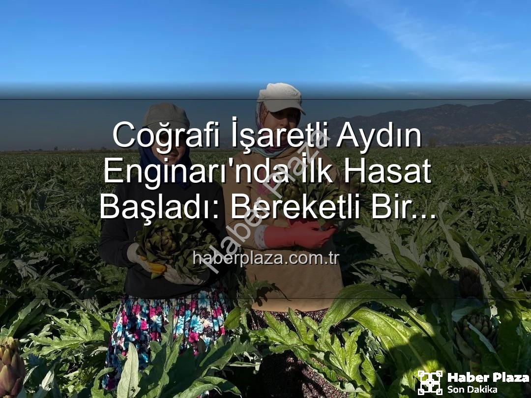 Aydın Enginarı - Coğrafi İşaretli Aydın Enginarı'nda İlk Hasat Başladı: Bereketli Bir Sezonun Müjdecisi