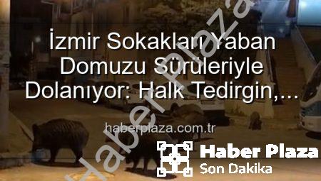 İzmir Sokakları Yaban Domuzu Sürüleriyle Dolanıyor: Halk Tedirgin, Yetkililere Çağrı Var