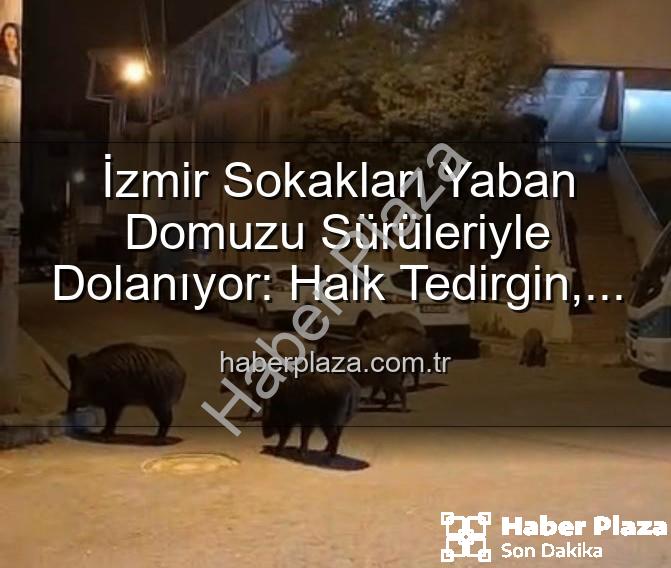 yaban domuzu - İzmir Sokakları Yaban Domuzu Sürüleriyle Dolanıyor: Halk Tedirgin, Yetkililere Çağrı Var